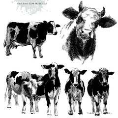  hand drawn cow sketch illustration