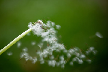 dandelion seed pod