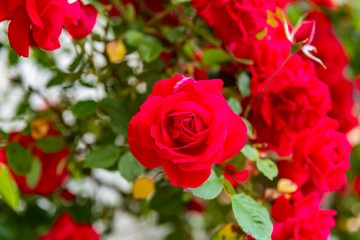 Beautiful red rose