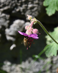 Bee on a flower polinating on a sunny day