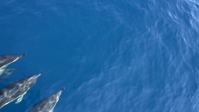 Dolfins playing at the front of a boat in the sea in Greece