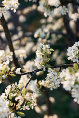 White peach blossom in spring for background or copy space for text. Abstract spring seasonal background with white flowers. 
