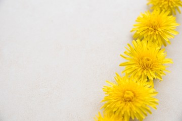 Yellow dandelions lies on a light textured surface. Wedding card. Flat lay, top view. dandelion jelly