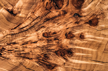 Texture cross section of elm tree. Natural burl wood background. Wood surface. Exotic wooden...