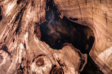 Texture cross section of elm tree. Natural burl wood background. Wood surface. Exotic wooden beautiful pattern. Live elm slab. Woodworking and carpentry production. Furniture manufacture.