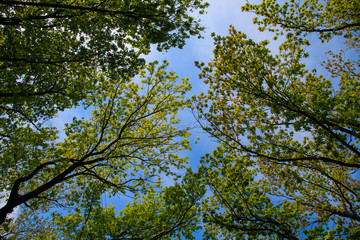 sky through the foliage of green trees