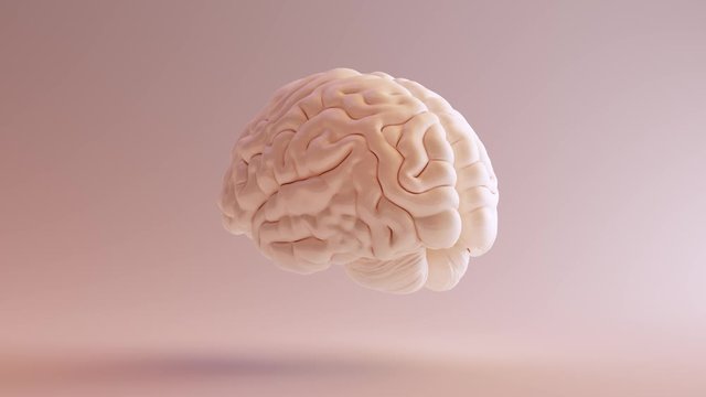 Human brain Anatomical Model 360 Turnaround 3d animation 3d illustration 3d render