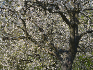 wiosna - kwitnący sad © Ola i Eryk