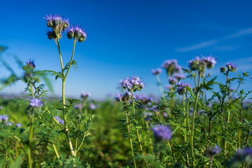 Blue tansy or purple tansy (Phacelia tanacetifolia) flowering on field