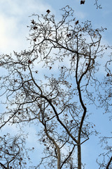 Pattern of Winter Tree Branches against Blue Sky 