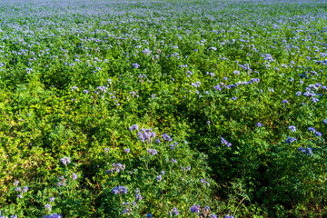 Blue tansy or purple tansy (Phacelia tanacetifolia) flowering on field
