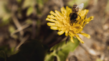 dandelion, yellow flower, bee on flower, bee running, beautiful flower, spring flowers, flower in the garden, nature