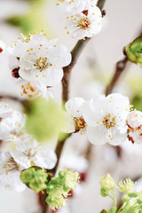 spring tree flowers, apricot flowers, macro