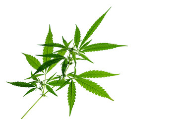 Brightly lit cannabis plant isolated on white background. Selective focus.