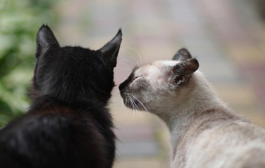 Tender relationship between a gray cat and a black cat. Selective focus.