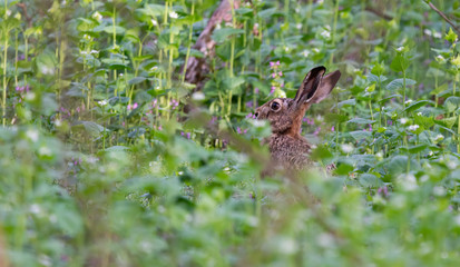 Wild rabbit among flowers in the forest