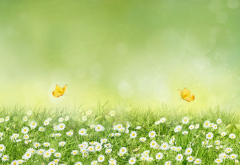Beautiful wild flowers chamomile with yellow butterflies. Spring summer background. Landscape wide format, copy space, warm green colors.