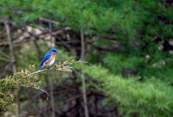 blue tit on a branch