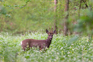 Roe deer in the forest full of flowers
