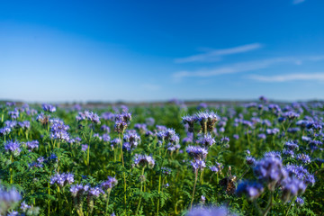 Blue tansy or purple tansy (Phacelia tanacetifolia) flowering on field