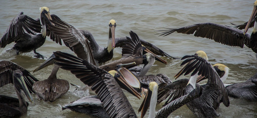 Pelicans eating close to a fishing boat