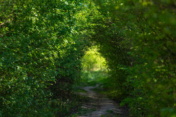 Beautiful green tunnel in the heart of forest