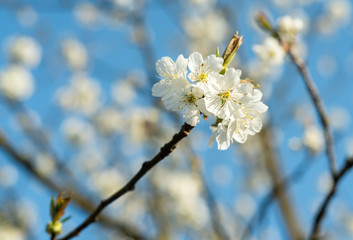 White Cherry blossoms are blooming in spring.