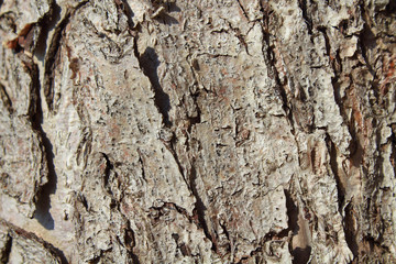 Tree bark. Close-up. Background. Texture.