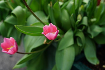 pink tulips on a green background