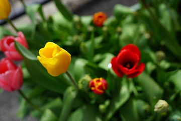 red and yellow tulips closeup