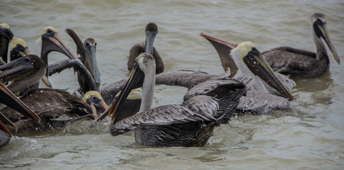 Pelicans eating close to a fishing boat