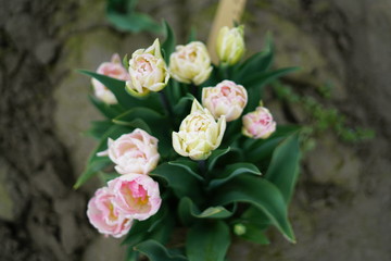pink and white tulips