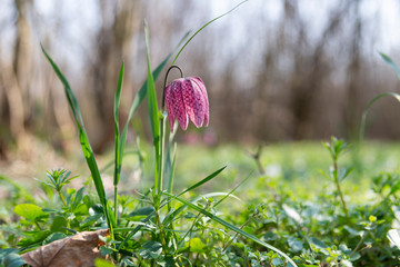 Fritillaria meleagris in the forest with morning lights