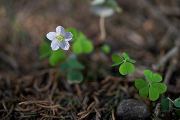 Blooming wild plant Oxalis acetosella in the forest. Known as Wood sorrel or Common wood sorrel. Small white flower with trifoliate green leaves growing in needles, spring concept.