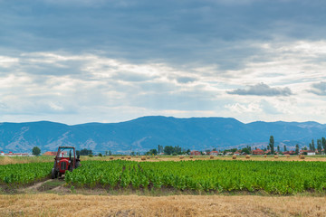 Fototapeta premium Tractor on tobacco bield. Tobacco plantation