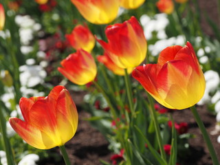 Naklejka premium Yellow-red tulips