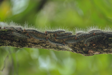 Bunch of Caterpillars going in line with their friends macro closeup photography sri lanka