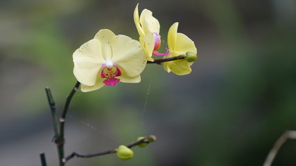 Yellow orchid flowers
