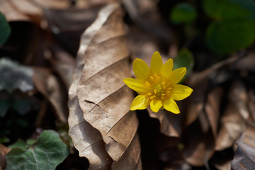 Blooming plant Ficaria verna in the forest. Known as Lesser celandine, Pilewort or Fig buttercup. Small yellow flower growing in the leaves, spring concept.