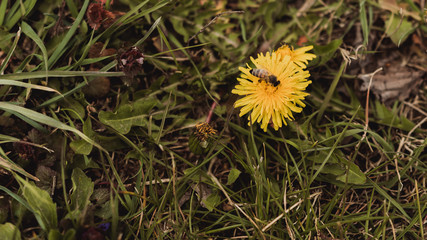 dandelion, bee, bee on flower, yellow flower, spring, nature