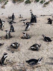 Sweet family of penguins at the beach