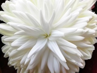 white chrysanthemum flower petals close up