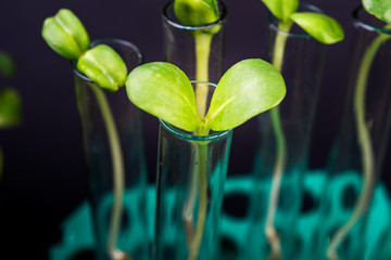 Fototapeta na wymiar Growing plant in test tubes on biotechnological laboratory on black background