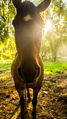 caballo en el parque