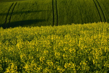 In  Zschopau Erzgebirge