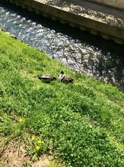 Group scenery of cute fluffy wild male & female water birds (waterfowl): ducks & drakes near a stream of water (creek / river), walking through green spring grass of a park / backyard 