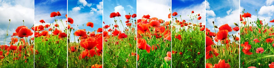 Fotobehang Collage bright juicy landscapes poppy field © Serghei V