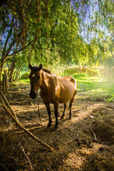 horse in the field