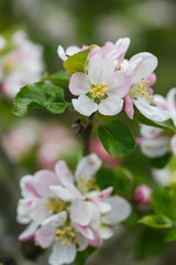 Close-up of white and pink flowers in spring
