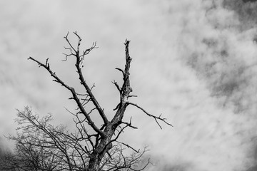 Fototapeta na wymiar Dry tree on sky background, black and white image
